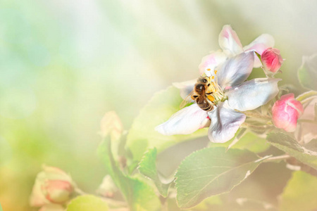 蜜蜂坐在一株开着苹果树的灌木上，给他授粉。 带有文本空间的弹簧背景。