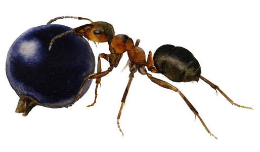 蚂蚁的图片与浆果手画在水彩孤立的白色背景