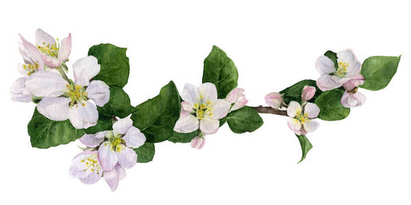 雷锋手画报苹果花和花蕾的图片,绿叶的手画在水彩上,孤立在白色的背景