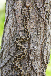 蛇伪装。 毒蛇在树干表面的细节。 垂直垂直垂直