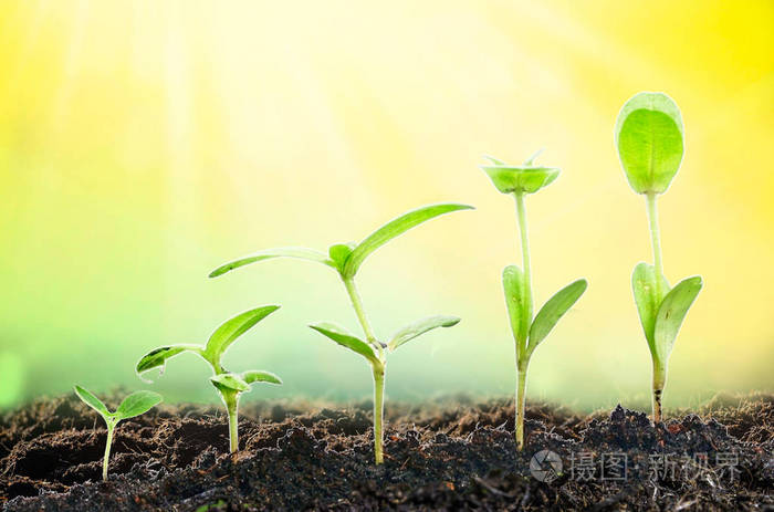 生长的植物. 植物幼苗.