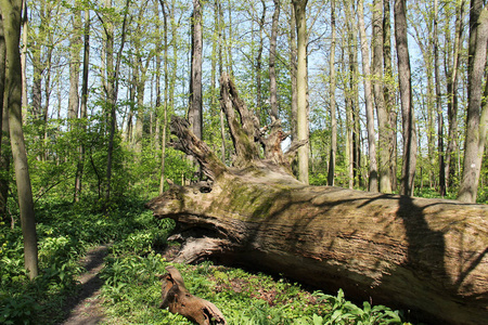 春天的狮子狗捷克共和国春季狮子狗森林中一棵大树腐烂的树干照片