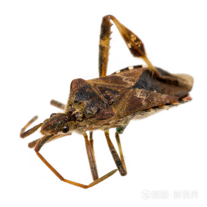 在白色上分离出一只死的棕色蟑螂