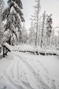 在斯洛伐克边境的莫拉夫斯科尔斯克贝斯基山区，雪多为多云的天空，冻树和一棵倒下的树