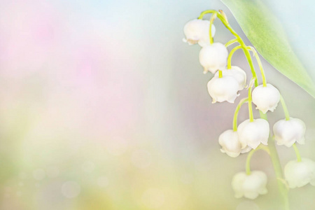 春天的风景。 山谷中的百合花