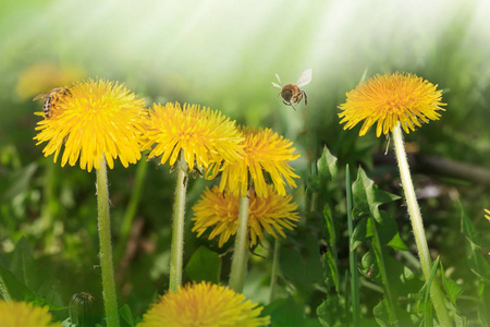 蒲公英黄花生长在春天的时候，在绿草上晒太阳。 早上好。 文本空间。 旋转或夏季背景。 飞蜂