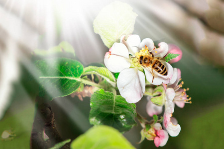 蜜蜂坐在一株开着苹果树的灌木上，给他授粉。 带有文本空间的弹簧背景。