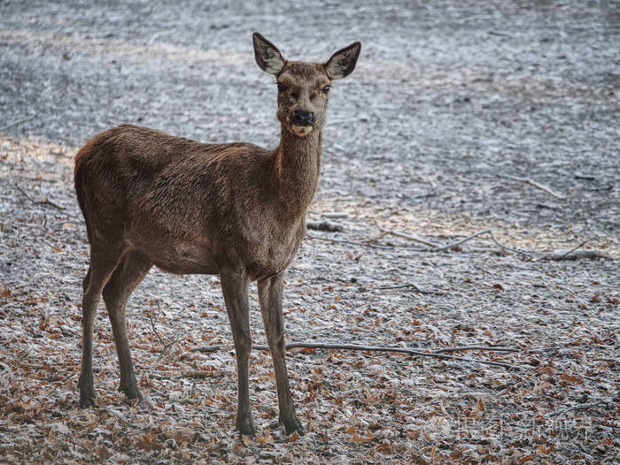 雄壮有力的成年休耕鹿在秋天的森林里雄鹿.
