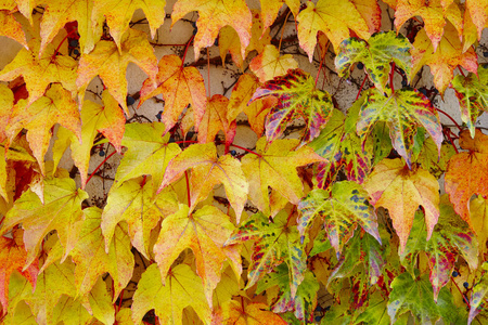 秋天的叶子上有绿色和红色的色调。 秋天的背景。 水平水平