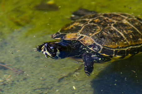 生活在水生环境中的野生动物在城市公园的肮脏池塘中的水龟