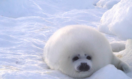 白色毛茸茸的幼崽海豹躺在雪地上照片