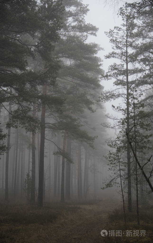 雾蒙蒙的神秘森林作为背景