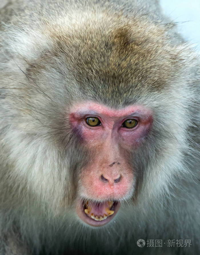 日本猕猴(科学名称:马卡福斯卡塔)也被称为雪猴.