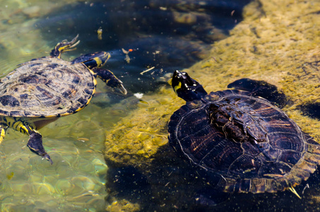 在城市环境中生活生活在水生环境中的野生动物在城市公园的肮脏池塘中