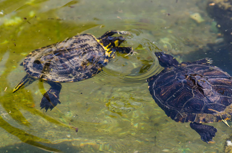 生活在水生环境中的野生动物在城市公园的肮脏池塘中的水龟照片