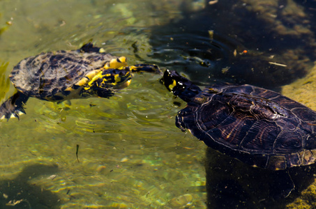 生活在水生环境中的野生动物在城市公园的肮脏池塘中的水龟
