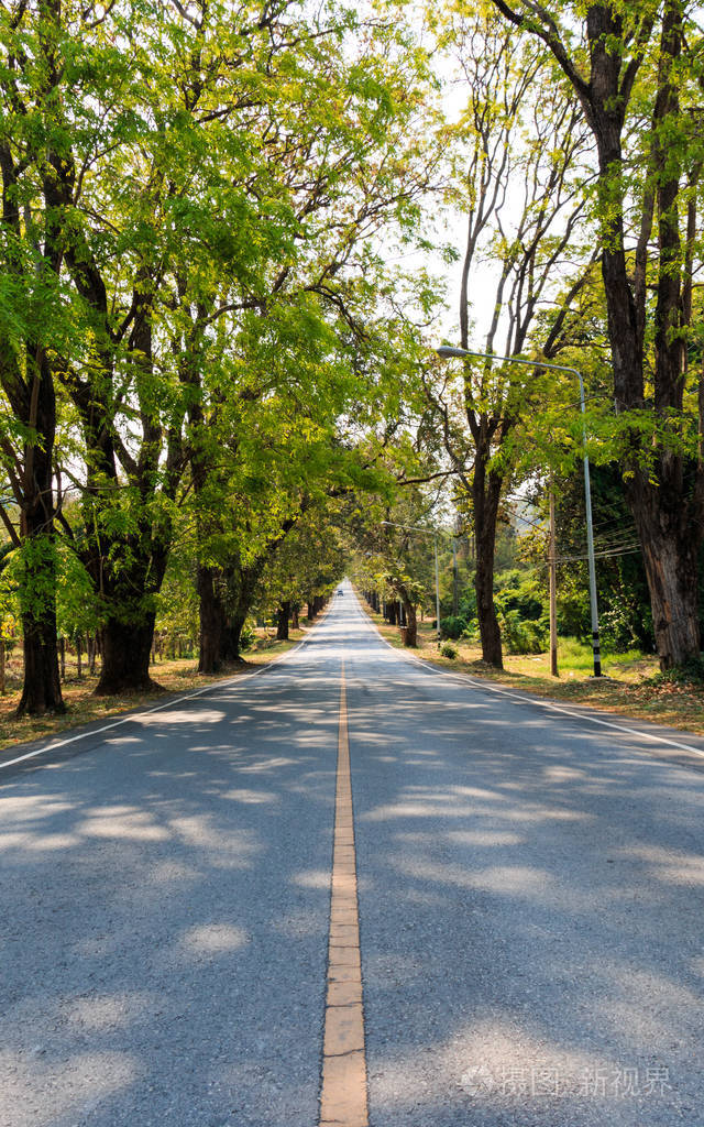 泰国树木之间的道路