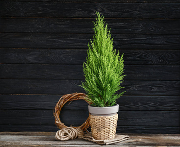 木质背景的柠檬柏树照片