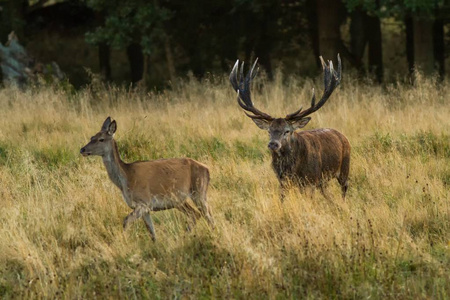 雄红鹿Cervuselaphus，季节有巨大的鹿角，在清晨秋光季节，雄性守护着他的鹿群。 雄壮的成年雄鹿