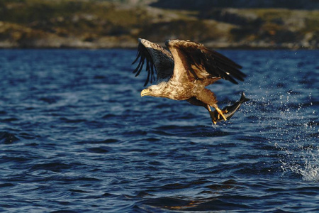 白尾鹰在飞鹰与一条鱼，刚刚从水中采来的白尾鹰与一条鱼飞越海洋，雄壮的海鹰野生动物的景象