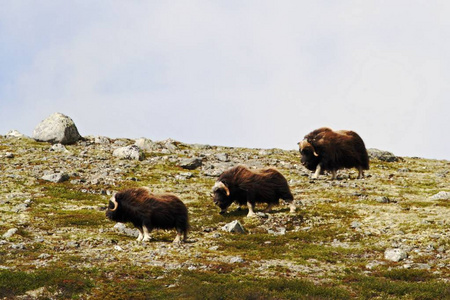 麝香OvibosMoschatus家族站在格陵兰的水平上。 强大的野兽。 大自然中的大型动物栖息地北极和景观带草多云的天空岩
