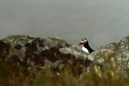 大西洋河豚坐在巢居的悬崖上，北极的黑白可爱的鸟，在蓝色的海洋背景，隆德，挪威，野生动物的自然场景前，岩石上有一只长着长喙的鸟。