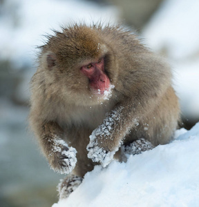 日本猕猴靠近天然温泉。日本猕猴科学名称马卡福斯卡塔，又称雪猴。自然栖息地，冬季..