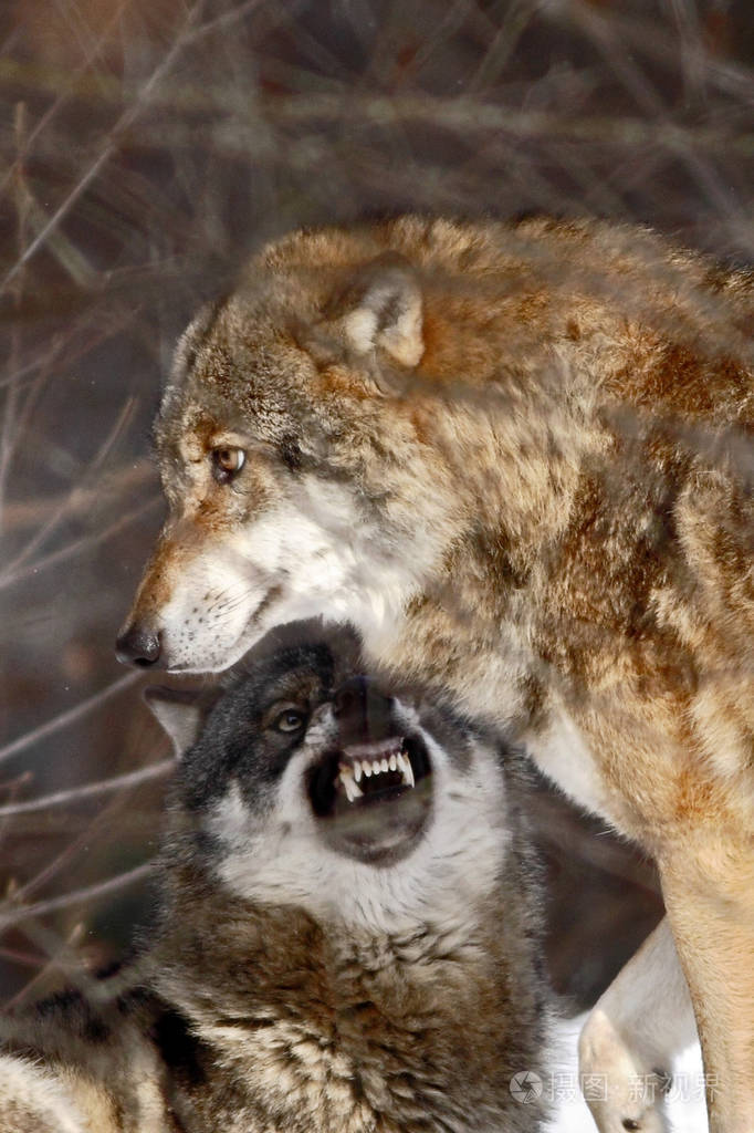 两只狼犬狼疮在冬天狼在雪中奔跑有狼的迷人冬天场景美丽的冬天景观与