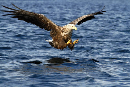 白尾鹰从挪威的海洋猎捕鱼，白鲸，雄伟的海鹰，大爪，旨在从水面捕捉鱼，野生动物的场景