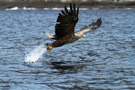 鹰与一条刚刚从水里摘下的鱼,挪威,白鲸,鹰与一条鱼飞越大海,雄伟的