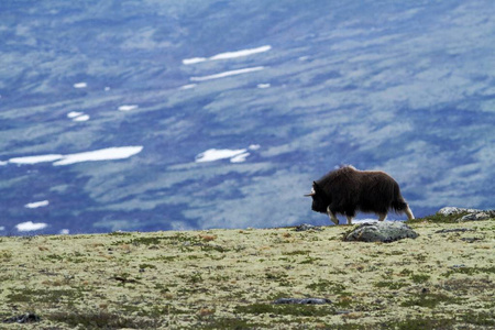麝香Ovibosmoschatus站在格陵兰的水平上。强大的野兽。大自然中的大动物栖息地，背景是草和雪的景观，北极环境中的野