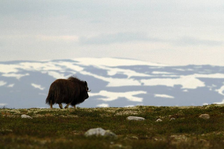 麝香Ovibosmoschatus。麝牛在Dovrefjell挪威和平放牧。强大的野兽。令人失望。麝香带山被雪覆盖的背景