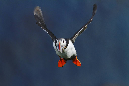 五颜六色的海鸟，北冰洋鹦鹉，大西洋河豚，嘴里有小的沙鳗，在深蓝色的海洋上飞翔。特写照片。野生大西洋松饼与鱼和伸展的翅膀。
