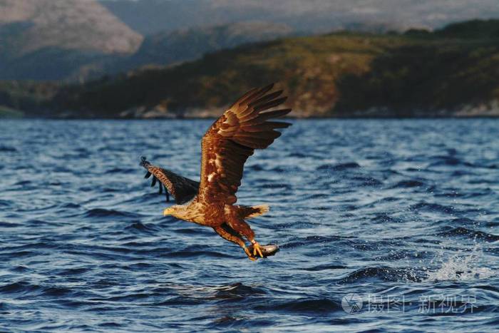 挪威,白鲸,鹰与一条鱼飞越大海,雄伟的海鹰,野生动物的景象