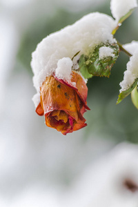 白雪覆盖的玫瑰花蕾生长在灌木丛中