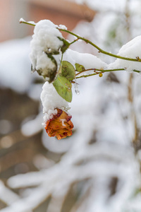 白雪覆盖的玫瑰花蕾生长在灌木丛中