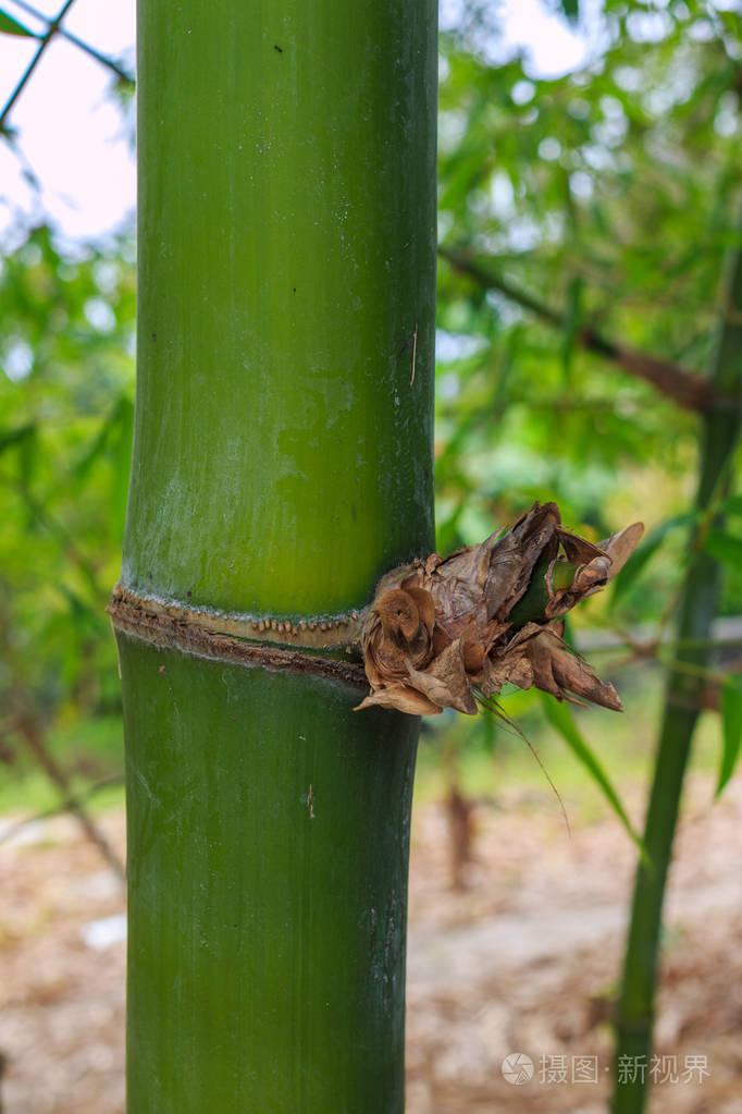花园中的竹干白天特写
