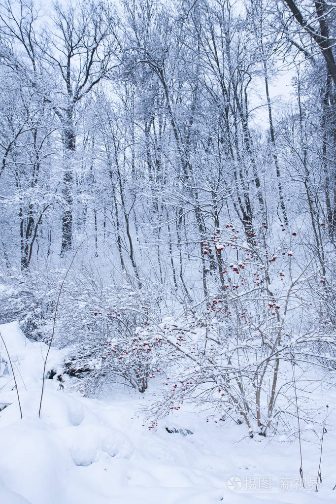 安静的雪天在森林里.有红色浆果的白树和灌木.平静的冬季景观.