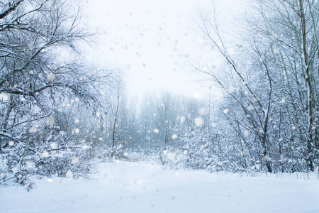 白树和灌木丛。森林里安静的雪天。平静的冬季景观。圣诞节背景。