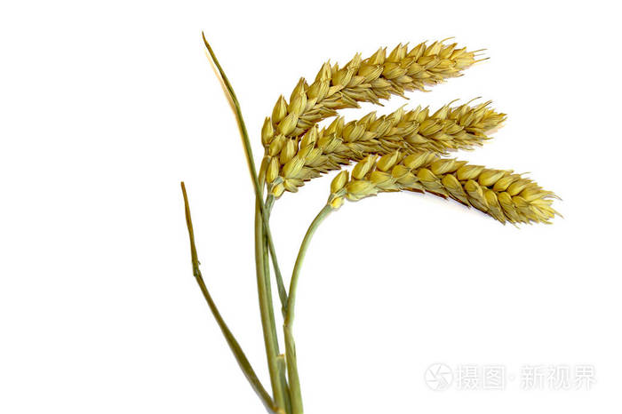 三个小穗小麦孤立在白色背景上的