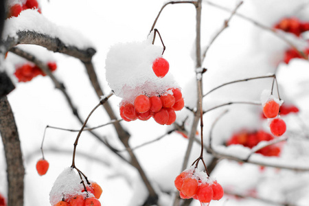 雪中的振动。 美丽的冬天