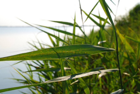 博登景观与沿海植物在波罗的海海岸阳光明媚的夏季天出生的德国达尔斯。 在波罗的海南岸，达尔斯是费斯克兰的半岛的中部