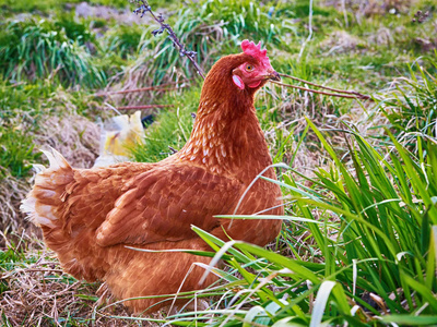 传统家禽养殖场免费饲养母鸡图片