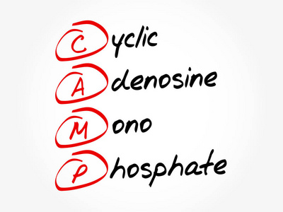 cAMP环腺苷一磷酸首字母缩写概念背景