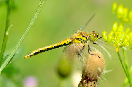 蜻蜓是一种生活在水体附近的昆虫，它们是以昆虫为食的活跃的捕食者。