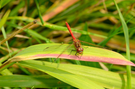 蜻蜓是一种生活在水体附近的昆虫，它们是以昆虫为食的活跃的捕食者。