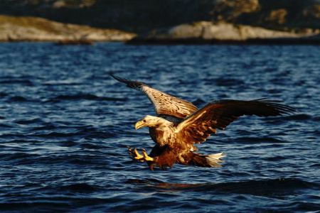 白尾鹰在飞行中猎捕来自白鳍金枪鱼的白尾鹰，雄壮的海鹰，大爪子，旨在从水面野生动物现场捕捉鱼