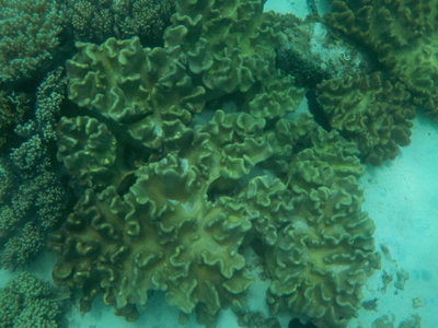 海洋市民与有趣的珊瑚深度