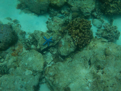 海洋市民与有趣的珊瑚深度