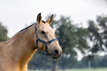 伯爵夫人一匹棕色漂亮的马的画像